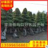 小叶榕桩价格 小叶榕盆景 桩头榕树 福建基地直销h100-400cm