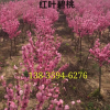 红叶碧桃
