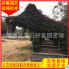 花镜造型三角梅 三角梅绿雕 庭院景观园林植物批发