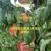桃树