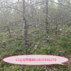 苹果树