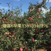 胡椒木价格 驱蚊草 盆栽地栽 规格齐全 厂家批发