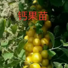 钙果苗