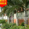 大王椰子价格 杆高1-6米 福建种植基地批发