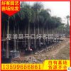 狐尾椰子价格 杆高1-6米 漳州种植基地供应