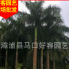 大王椰子 精品园林绿化行道树 风景树 基地直销