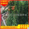 炮仗花 高180-200 价格14元 炮仗花盆栽 基地直销