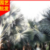霸王棕供应 杆1-6米 地苗 袋苗 移植苗 多规格批发