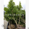 鸡爪槭  规格 品种 齐全 乔木 灌木 精品苗 萧山苗圃销