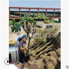 紫薇  土球好 冠幅好 花 灌木 地被 球类 色块类 草花类