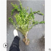 云南黄馨 黄馨小毛球 色块 毛球 地被 灌木 乔木类 优质 精品苗