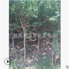 基地直销 优质 紫薇 百日红 品种齐全 萧山 苗木 乔木 灌木 园林