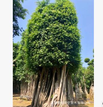 福建全冠小叶榕 原生提根桩头造型榕树行道绿化主景