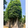 福建全冠小叶榕 原生提根桩头造型榕树行道绿化主景