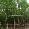 白蜡价格_白蜡图片_速生白蜡产地_速生白蜡绿化苗木苗圃基地