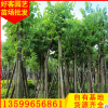 羊蹄甲价格 洋紫荆 工程景观绿化苗木供应 福建基地直销φ5-30cm