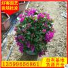紫花三角梅盆栽 福建种植基地 大量供应 低价批发