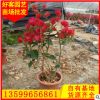 大红三角梅 四季开花 中国红 三角梅盆栽大量供应