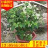 樱花三角梅盆栽 漳州种植基地 规格齐全 量大从优