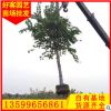 洋紫荆价格 洋紫荆大量供应 风景树 行道树批发φ5-30cm