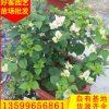 樱花三角梅 绿叶樱花三角梅盆栽 福建种植基地 大量供应