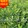 胡椒木批发 驱蚊草 规格齐全 场地直销 量大从优