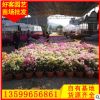 樱花三角梅 绿叶樱花 福建三角梅盆栽 厂家批发