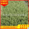 六月雪小苗袋苗 漳州基地直销 六月雪批发 园林景观工程供应