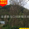 宫粉紫荆 胸径6-15公分 价格80-2000元 规格齐全