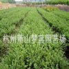 龟甲冬青 土球好 冠幅好 花灌木 地被 球类 色块类 绿化苗木 园林