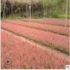 批发销售紫叶小檗苗 苗圃供应优质红叶小波小苗工程用苗规格齐全