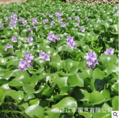 水生植物水芙蓉水葫芦净化水质水体池塘造景