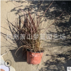 火焰狼尾草 品种 齐全 大小 都有 园林 绿化 工程 萧山 苗圃