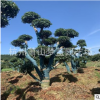 杨梅桩 东魁 杨梅 精品 造型树 绿化 工程 大型 苗圃 基地 直销