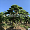 榆树桩 精品 造型 绿化 工程 庭院 花卉 萧山 苗木 苗圃 直销