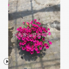 矮牵牛 精品 优质 花卉 庭院 成活率 高 园艺 绿化 直 销 量多