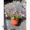 垂钓牵牛花 矮牵牛 花卉 品种 规格 齐全 萧山 园林 绿化 工程苗