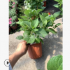 无尽夏绣球 八仙花 精品 优质苗 城市行道树 根系旺 萧山 苗木