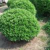 大叶黄杨球