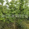 成都批发各种规格梨树长期提供各规格工程苗