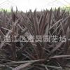 成都温江苗木 澳洲朱蕉 质量保证 产地直销 品种齐全 欢迎致电