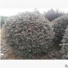 成都温江澄昊园林精品红花继木球50-2米