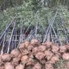 成都批发各种紫竹规格长期提供乔木灌木工程苗
