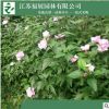木槿树苗批发 工程绿化苗木 庭院植物丛生木槿花苗
