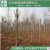 批发栾树 黄山栾 北京栾 1--15公分