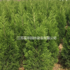 蜀桧价格_蜀桧图片_蜀桧产地_蜀桧绿化苗木 桧柏苗圃基地