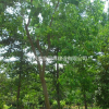 乌桕价格_乌桕图片_乌桕产地_乌桕绿化苗木苗圃基地