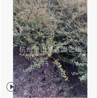 火棘小毛球  都有 土球好 冠幅好 成活率高 萧山 苗圃图3