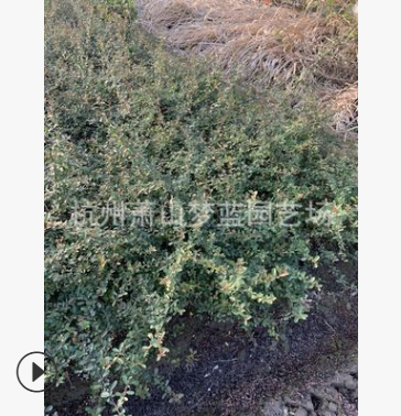 火棘小毛球  都有 土球好 冠幅好 成活率高 萧山 苗圃图1