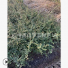 火棘小毛球  都有 土球好 冠幅好 成活率高 萧山 苗圃